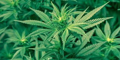 Dagga is steeds onwettig