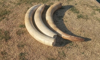 Police nab 4 for possession of elephant tusks near Potchefstroom 