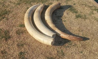 Police nab 4 for possession of elephant tusks near Potchefstroom 