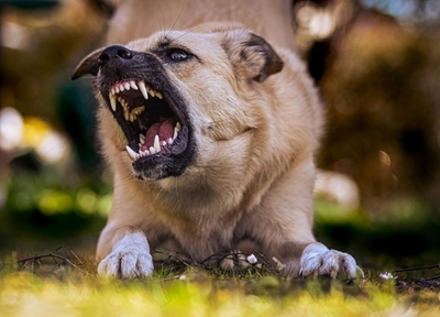 Why dogs become aggressive 