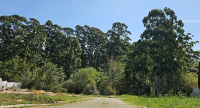 Giant blue gums on Fancourt property worries neighbour