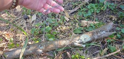 Volunteers needed for anti-snare walk this Saturday