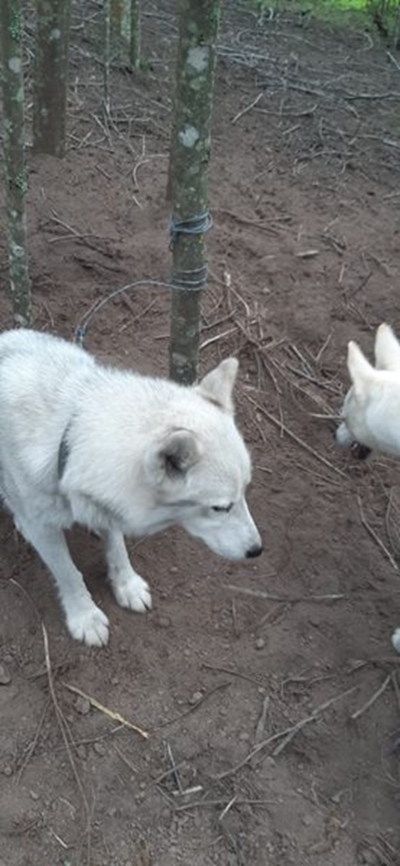 Lost dog found caught in barbed wire snare