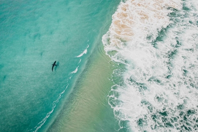 Winter sees a return of the great whites