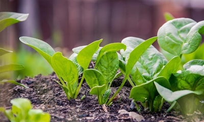 Lay the foundation for healthy home-grown veggies