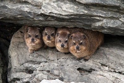 Don't feed the dassies