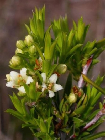 Urgent quest to rescue rare plant