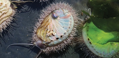‘Fighting a losing battle in R859 million illegal abalone trade’