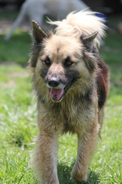Dogs for adoption at Odin