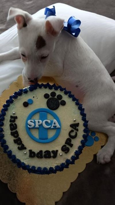 Garden Route SPCA celebrates 20 years