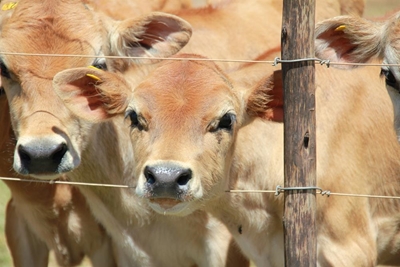 FMD lockdown continues