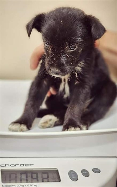 Dogs for adoption at Odin