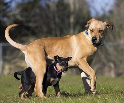 Why does my dog chase his tail?