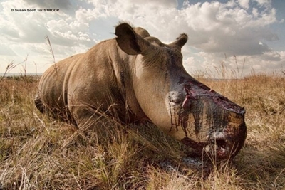 Kruger Park ranger single-handedly apprehends gang of rhino poachers