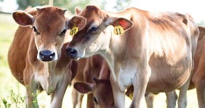 OIE warns of latest major animal health threats