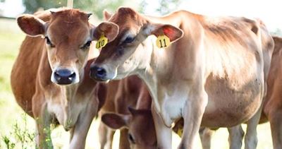 OIE warns of latest major animal health threats