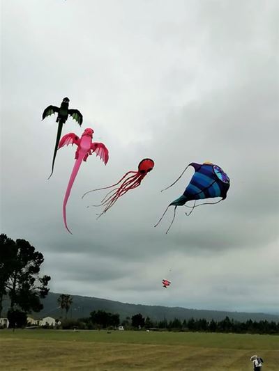 Kite fest at Karatara
