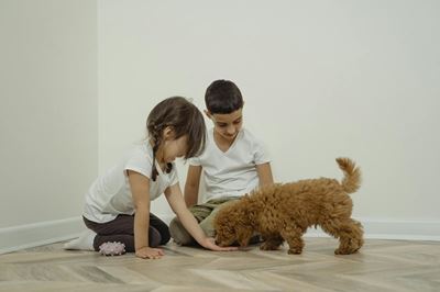 Children and dogs 
