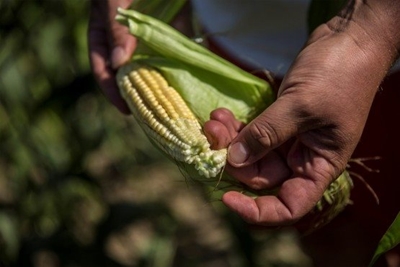 SA’s 2019 maize crop down 13% from previous season