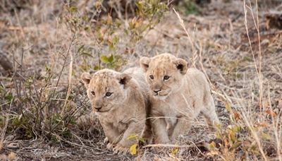 Lions return to plains of Camdeboo