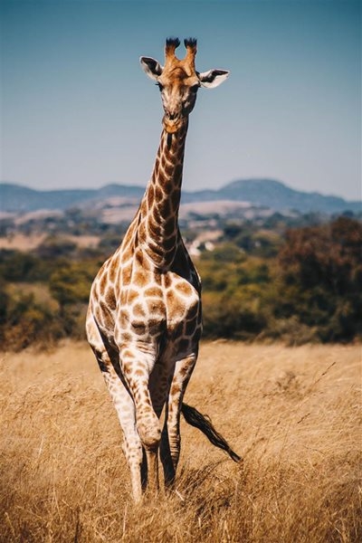 Baby dead, mom critical after being attacked by giraffe in KZN