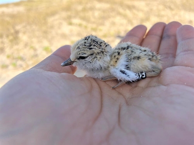 It's not quite Plover yet