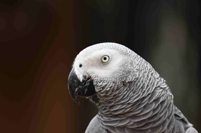 Mbombela’s African grey Zazu returns home for Christmas after long custody battle