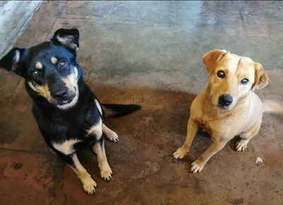 Do you recognise these dogs?