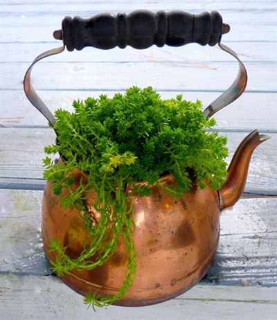 Grow veggies in recycled containers