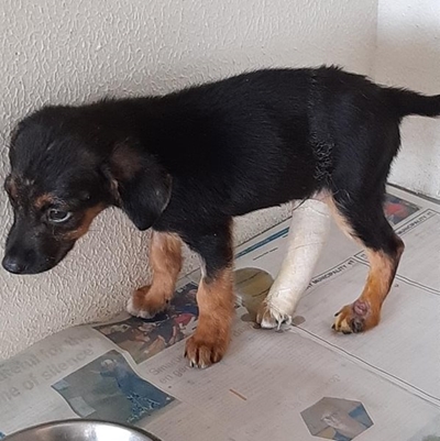 Puppy gets pick-me-up at no pay