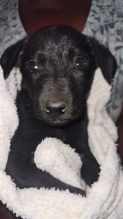 Parvo-gevalle neem toe onder honde 