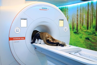 [WATCH] MRI reveals cause of George lion cub’s neurological symptoms