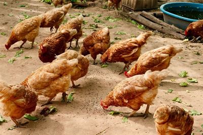 Avian flu detected on George farm