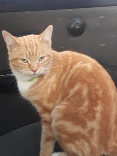 Gemmerkat by 3 Ankers gevind
