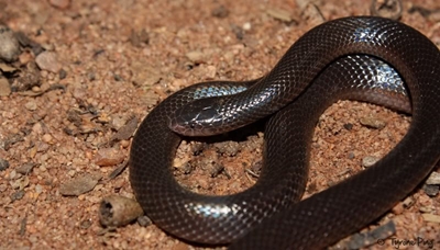 Farmers: Watch out for snake bite season