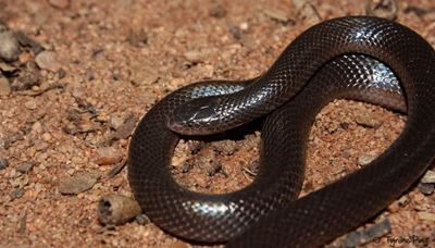 Farmers: Watch out for snake bite season