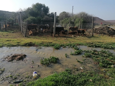 Omgewingsramp bedreig Cradock se inwoners