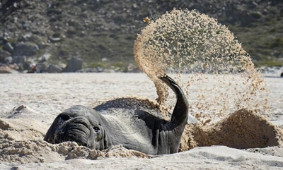 Buffel the elephant seal is back to moult, this time in Hermanus