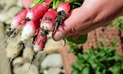 Get the most from your winter veggie garden