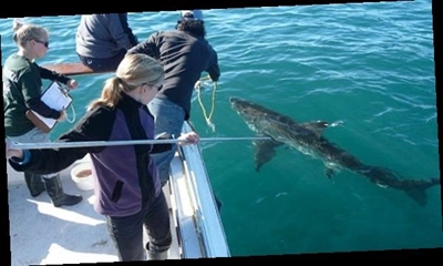 Local sharks: Dangerous or in danger?