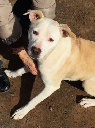 Are you looking to adopt? 