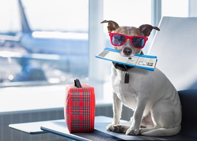 Now you can fly with your dog… 