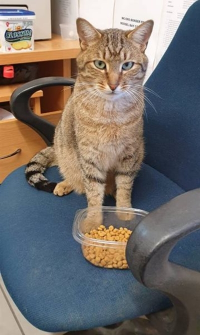 Kolonel Tiger is terug