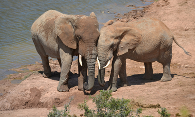 Study reveals elephants call each other by name