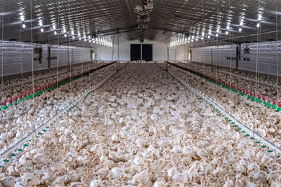 Major boost for emerging N West poultry farmer