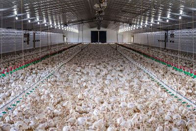 Major boost for emerging N West poultry farmer