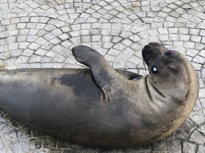Southern elephant seal at Knysna Waterfront