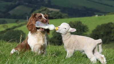 Pets: An investment case 