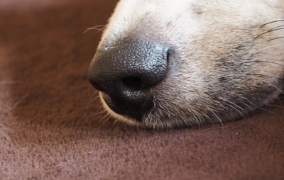 Killing dogs for meat illegal