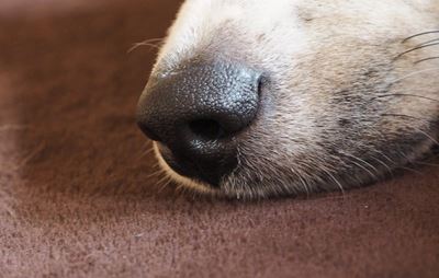 Killing dogs for meat illegal